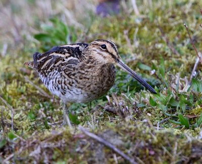 Watersnip - Common Snipe