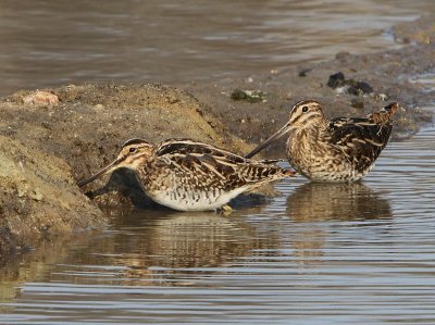 Watersnippen - Common Snipes