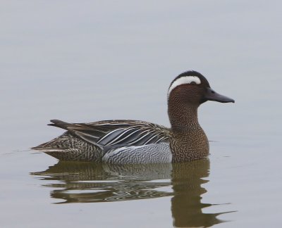 Zomertaling - Garganey