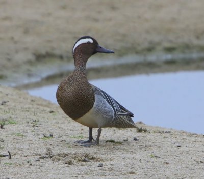 Zomertaling - Garganey