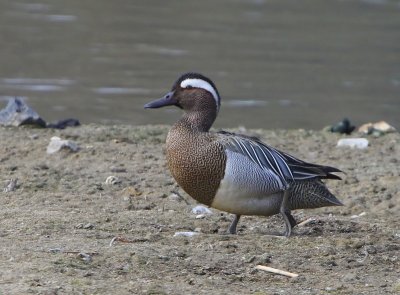 Zomertaling - Garganey