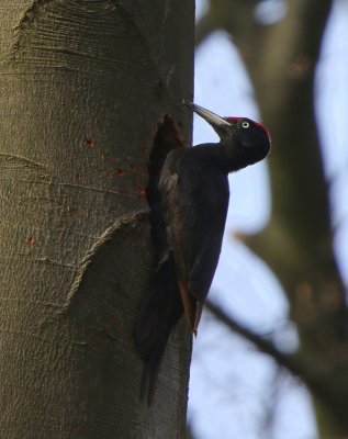 Zwarte Specht - Black Woodpecker