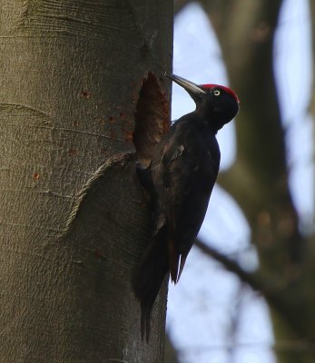 Zwarte Specht - Black Woodpecker