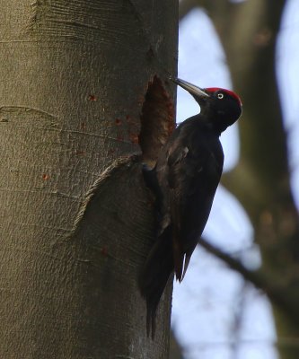 Zwarte Specht - Black Woodpecker