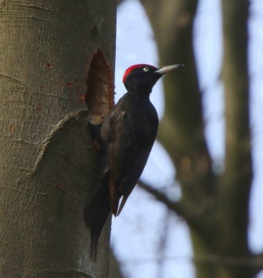 Zwarte Specht - Black Woodpecker