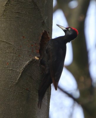 Zwarte Specht - Black Woodpecker