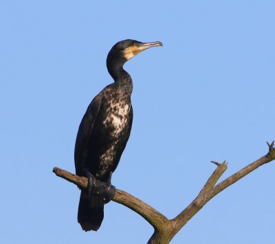Aalscholver - Great Cormorant