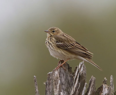 Boompieper - Tree Pipit