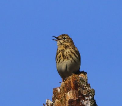 Boompieper - Tree Pipit