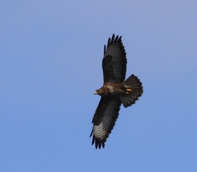 Buizerd - Common Buzzard