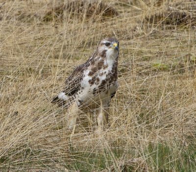 Buizerd - Common Buzzard