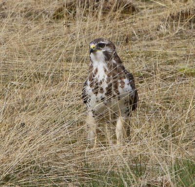 Buizerd - Common Buzzard