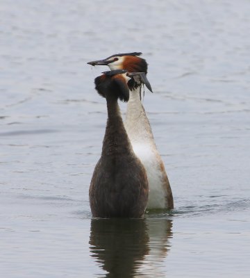 Futen - Great Crested Grebes
