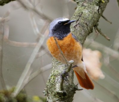 Gekraagde Roodstaart - Common Redstart