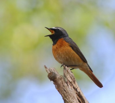 Gekraagde Roodstaart - Common Redstart