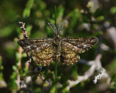 Gewone Heispanner - Common Heath
