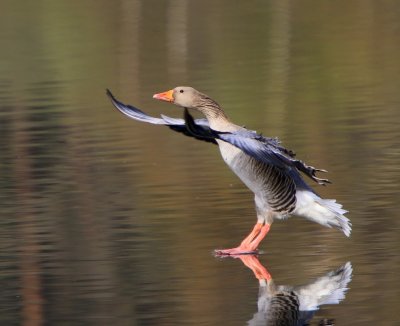 Grauwe Gans - Greylag Goose