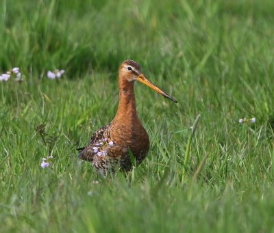 Grutto - Black-tailed Godwit
