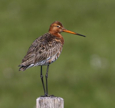 Grutto - Black-tailed Godwit
