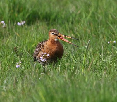 Grutto - Black-tailed Godwit