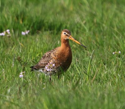 Grutto - Black-tailed Godwit