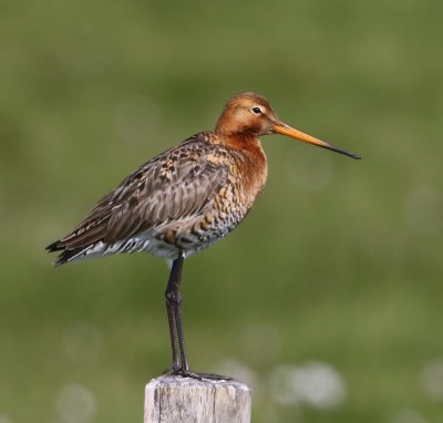 Grutto - Black-tailed Godwit
