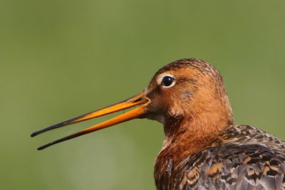 Grutto - Black-tailed Godwit