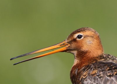 Grutto - Black-tailed Godwit