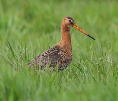 Grutto - Black-tailed Godwit