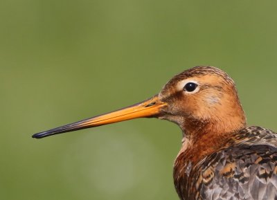 Grutto - Black-tailed Godwit