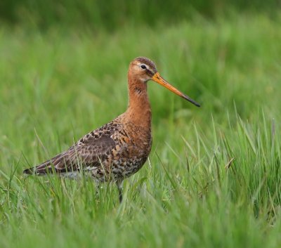 Grutto - Black-tailed Godwit