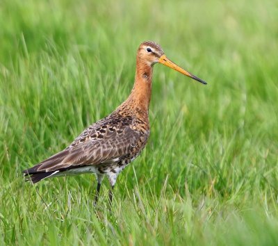 Grutto - Black-tailed Godwit