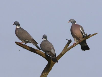 Houtduiven - Common Wood Pigeons