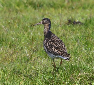 Kemphaan - Ruff