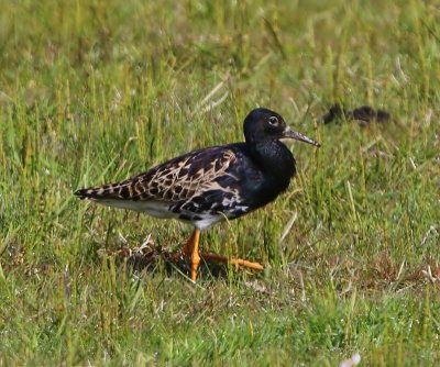 Kemphaan - Ruff