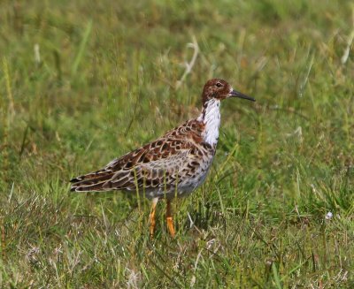 Kemphaan - Ruff