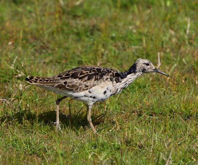 Kemphaan - Ruff