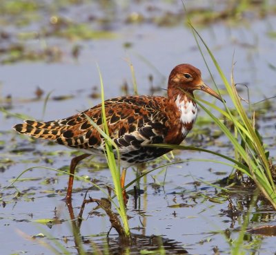 Kemphaan - Ruff