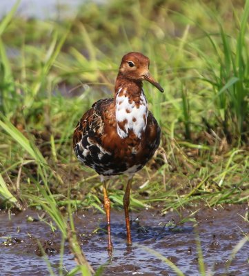 Kemphaan - Ruff