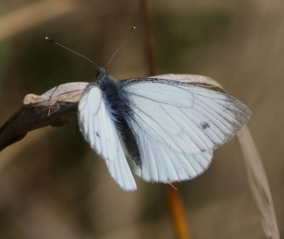 Klein Geaderd Witje - Green-veined White