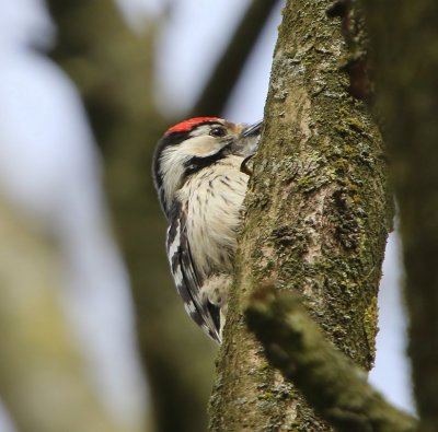 Kleine Bonte Specht - Lesser Spotted Woodpecker