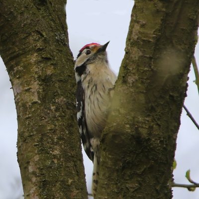 Kleine Bonte Specht - Lesser Spotted Woodpecker