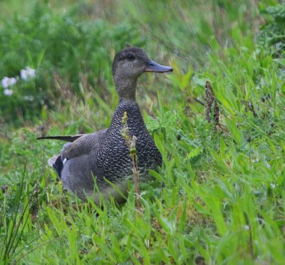 Krakeend - Gadwall