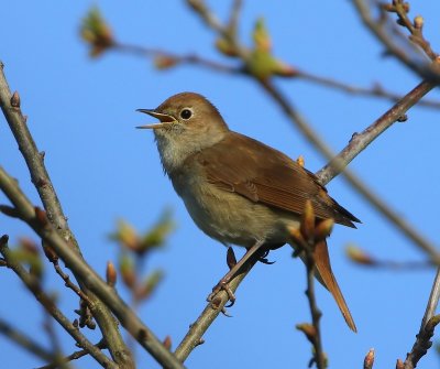 Nachtegaal - Common Nightingale