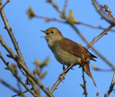 Nachtegaal - Common Nightingale