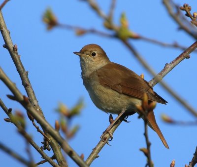 Nachtegaal - Common Nightingale