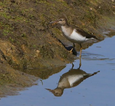 Oeverloper - Common Sandpiper