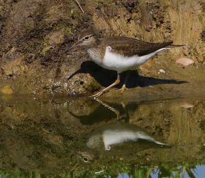 Oeverloper - Common Sandpiper