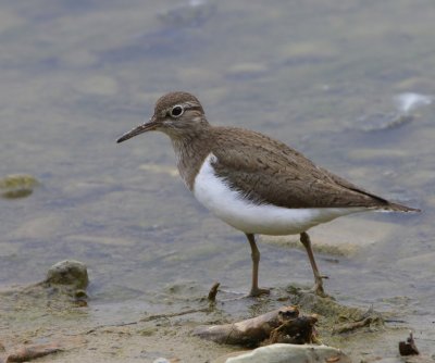 Oeverloper - Common Sandpiper