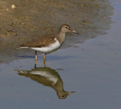 Oeverloper - Common Sandpiper